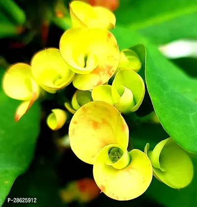 Platone Euphorbia Plant Euphorbia Milii Flower Plant-Mp-05-thumb0