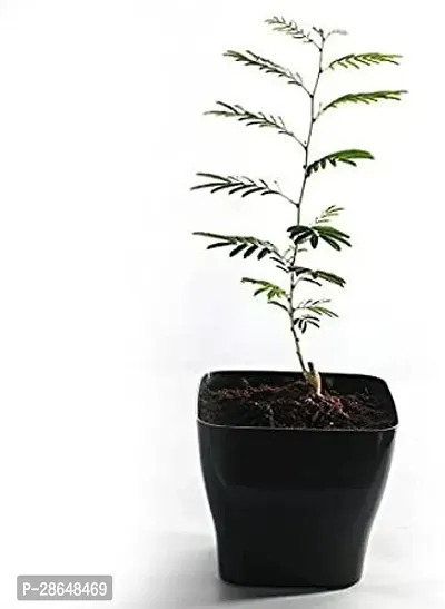 Platone ShamiJand Plant Lucky Shami Plant-thumb0