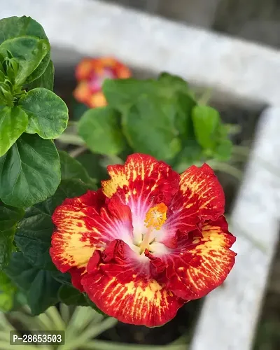 Platone Hibiscus Plant Hibiscus Hybrid Live Flower Plant Disha-90058-thumb0