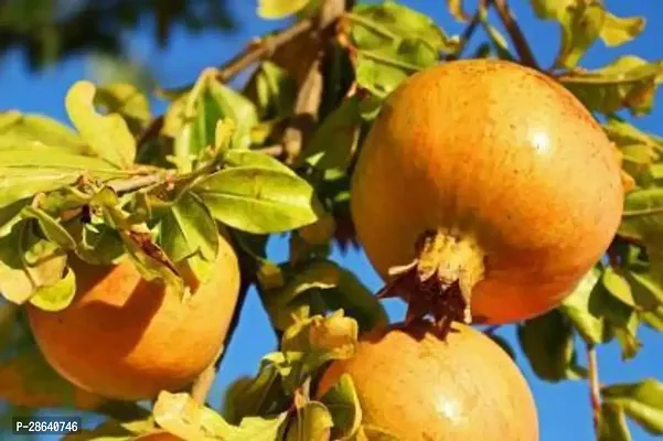 Platone Pomegranate Plant pomegranate plant0089