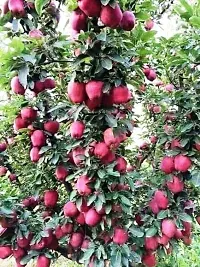 Platone Apple Plant VAMSHA_GraftedKashmiriApple Plant _002-thumb1