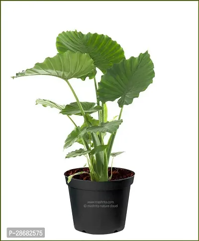 Platone Alocasia Plant ALOCASIA PLANT