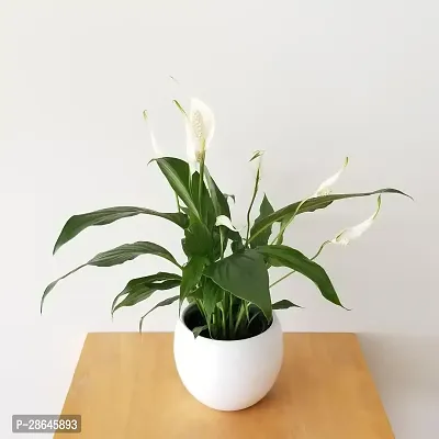 Platone Peace Lily Plant PEACE LILY FLOWER PLANT-P17