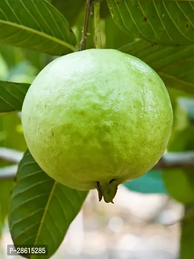 Platone Guava Plant Air Layered Hybrid Banarasi Variant Guava Amrud Amrood Live Plant CF100143-thumb0