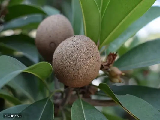 Platone Chiku Plant round Chiku Plant