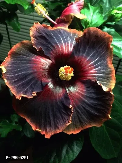 Platone Hibiscus Plant Hibiscus plantblack joba plant-thumb0