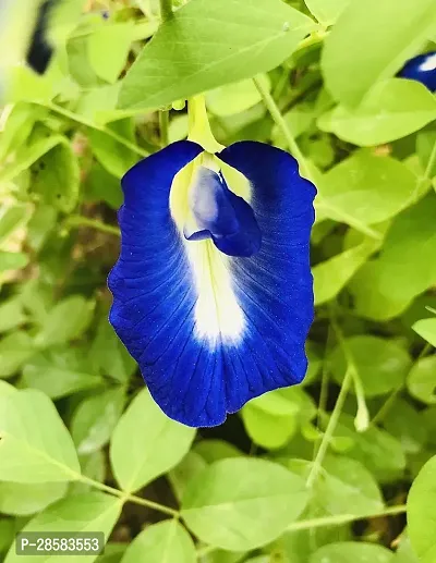 Platone Aparajita Butterfly Pea Plant APARJITA PLANT-thumb0