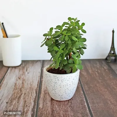 Platone Jade Plant live jade plantwith black pot