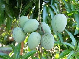 Platone Mango Plant Gary Mango Plant - Grafted-thumb1