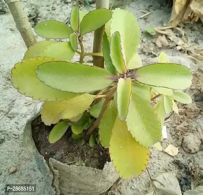 Platone Peanut Cactus Plant Pathorkuchi Plant