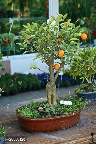 Platone Orange Plant ooy001