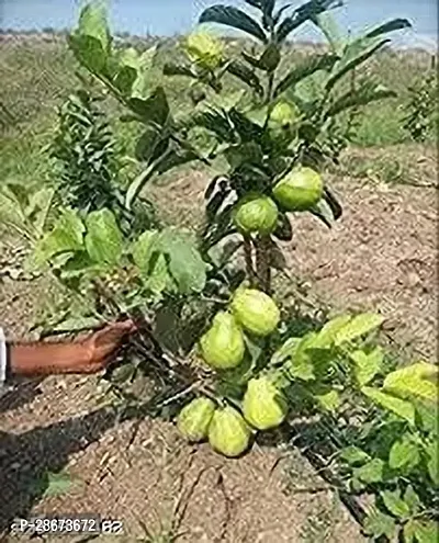 Platone Guava Plant GUAVA PLANT R22-thumb2