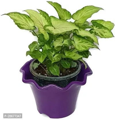 Platone Syngonium Plant Natural plant Beautiful Green Syngonium Variegated - Air Purifying Indoor Plant-thumb0