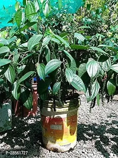 Platone Black Pepper Plant Redwingz Black Pepper Gol MorichKali Mirch Live Plant- 2 feet