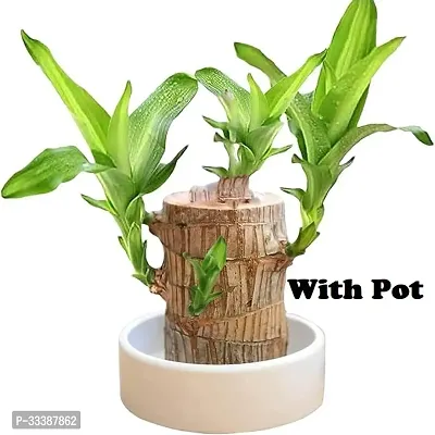 Brazil Bamboo Long Live Plant without Pot