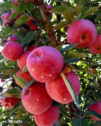 Platone Apple Plant Red apple plant11-thumb3