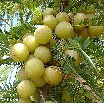 Platone Amla Plant organic green outdoor leving amla fruit plant-thumb0