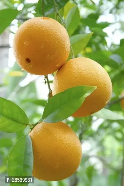 Platone Sweet Lemon Plant Orange Fruit Plant