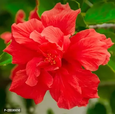 Platone Hibiscus Plant Gifti GardeningRed Double Petal HibiscusHibiscus rosa-sinensis 1 Rare Exotic Healthy Live Flower Plant