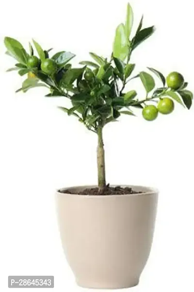 Platone Lemon Plant uu101