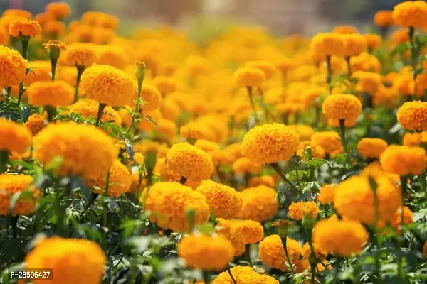 Platone Marigold Plant Marigold plant 71