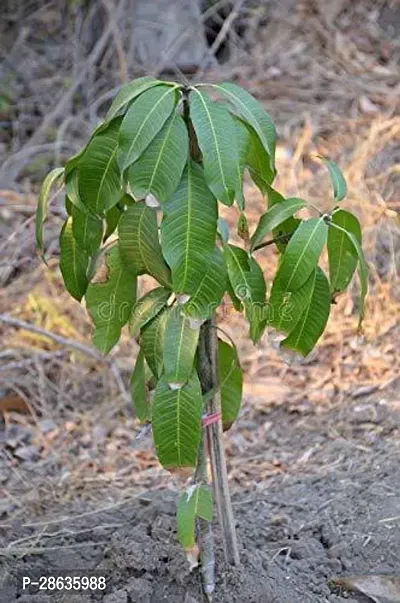 Platone Mango Plant AARRUSHIMANGO26