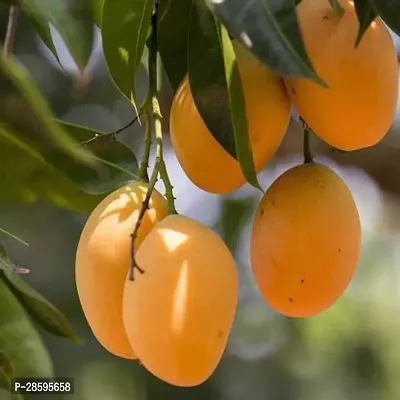 Platone Mango Plant SafedaGrafted Mango Plant.-thumb0
