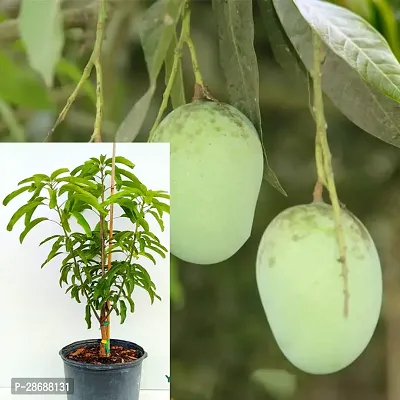 Platone Mango Plant GGh1 Mango plant