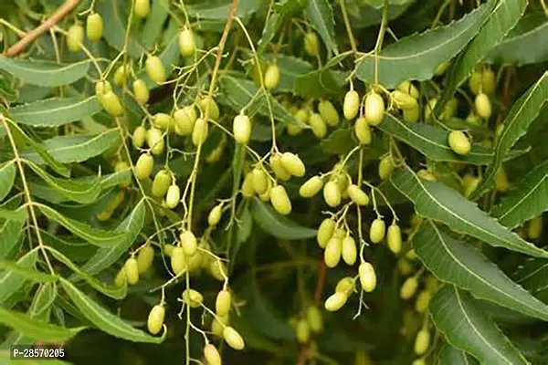 Platone Neem Plant Neem-Azadirachta indica Sapling Plants For Gardening