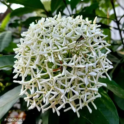 Platone Trothic IxoraChethi Plant Trothic Ixora Chethi White Plant Live Flower Disha-202045-thumb0