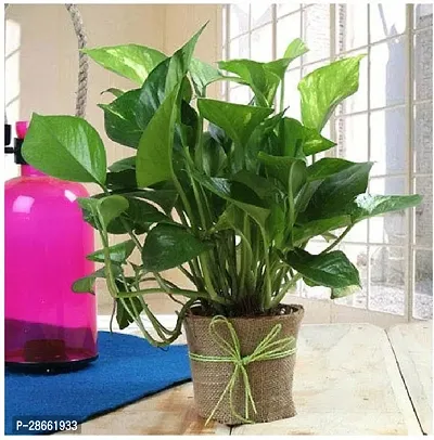 Platone Money Plant HDT85-thumb0