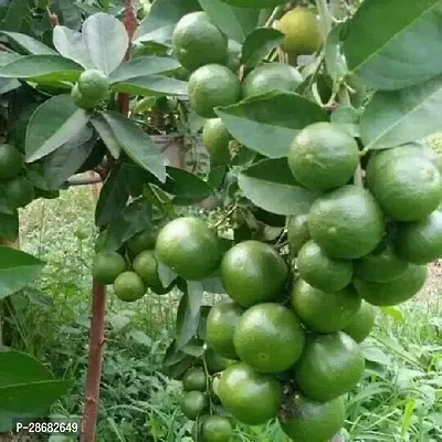 Platone Lemon Plant LEMON PLANT-11-thumb0