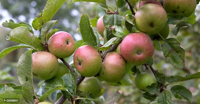 Platone Apple Plant APPLE PLANT EWSS-thumb2