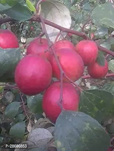 Platone Apple Plant Jujube Miss India Apple Ber Variety Fruit Grafted Live Plants Tree(1-1.5 Ft Size)-thumb2