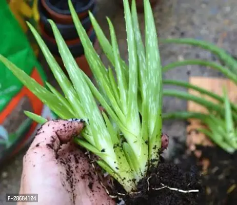 Platone Aloe Vera Plant Aloe Vera Plant CF00003