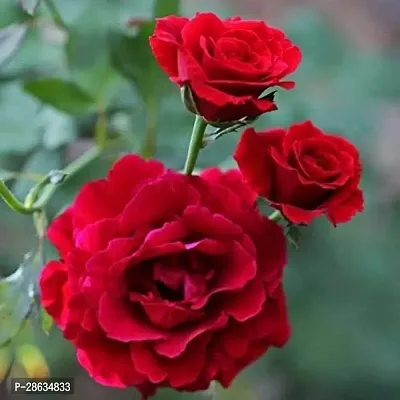 Platone Rose Plant Desi red rose live plant-thumb0