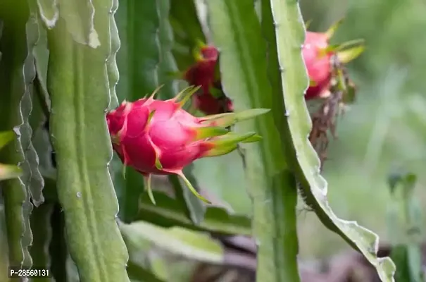 Platone Dragon Tree Dragon Fruit - Plant-thumb3