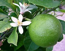 Platone Lemon Plant LEMON TREE SEED FREE-thumb1