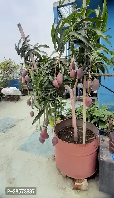 Platone Mango Plant Japanese Miyazaki