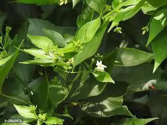 Platone Jasmine Plant SWHIULI PLANT-thumb0