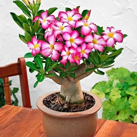 Desert Rose Hybrid Plant