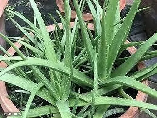 Platone Aloe Vera Plant Aloe Vera Plant 078-thumb0