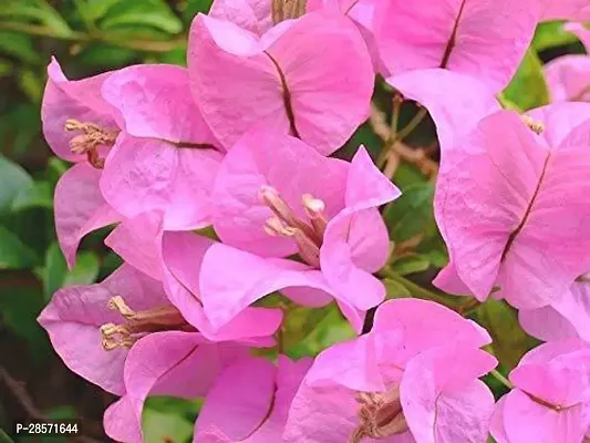 Platone Baugainvillea Plant Baugainvillea Plant-thumb2