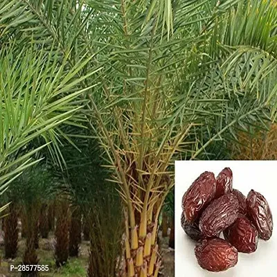 Platone ZZ Plant DATE-01