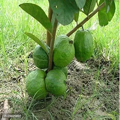 Platone Guava Plant Safeda Guava Plant For Outdoor Garden-thumb3