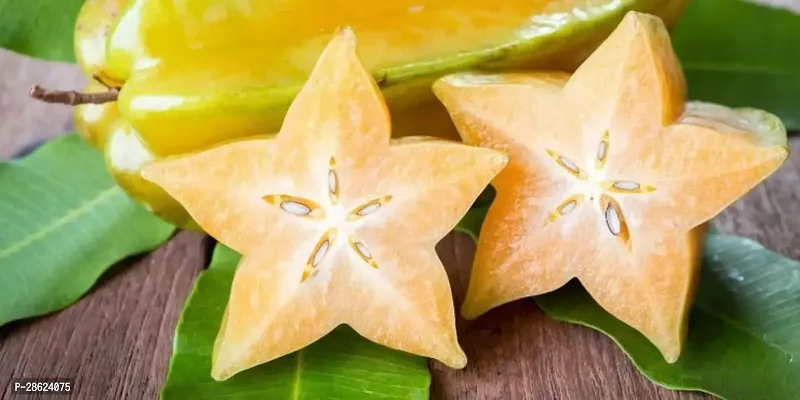 Platone Star Fruit Carambola Grafted Plant sweet Star Fruit Plant(08)