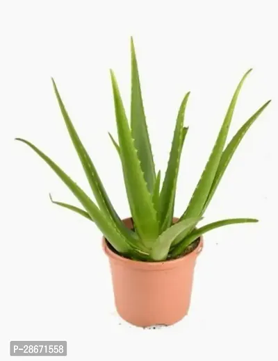 Platone Dwarf Bonsai Succulent Plant Live Aloe Vera Plant IndoorOutdoor Plant Plant (Hybrid, Pack of 1, Succulent) Plant (Hybrid, Pack of 1, Bonsai)-thumb0