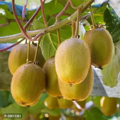 Platone Kiwi Plant Kiwi Plant 01