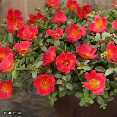 Platone Portulaca Plant Purslane red plant-thumb2