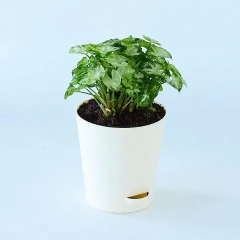 Trendy Plant & Planters 